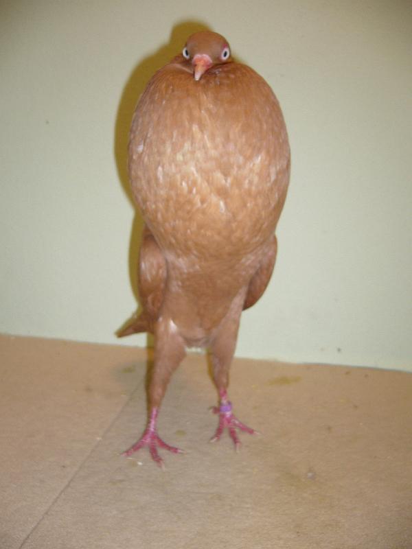 Munster 2009 784.jpg - hv 96 Punkte LVEJ von Patrik Ermann auf Steigerkröpfer, gelb